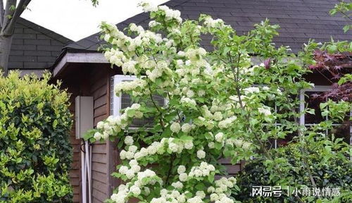 不会养花,也要养棵 它 ,只需简单养护,就能开出 大雪球 绣球 花瓣 花朵 落叶 盆栽植物 网易订阅