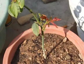 花太贵别买,学1招,多得挤爆阳台