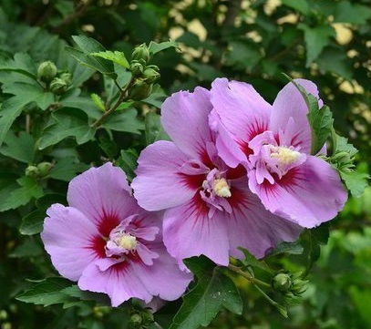 木槿花的叶子为什么发黄