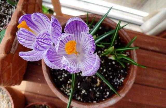 这些盆栽花卉非常适合秋季种,让这个秋冬繁花似锦