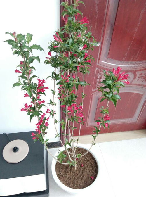 这是什么花 适合在室内养吗