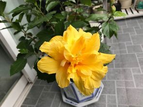扶桑花老是掉花苞 这样一处理,开的花又大又多