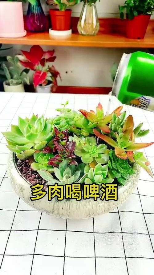家庭养花小技巧