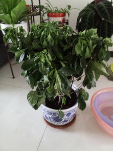 新买的栀子花,当时买的时候就换盆了,回家以后5天了,一直是这个样子,应该怎么办