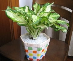 金边玉簪 玉簪花苗 花卉绿植盆栽 室内绿色植物 用于花坛丛植盆栽