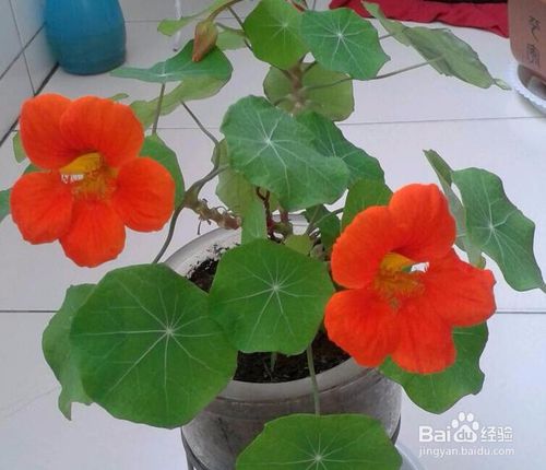 旱金莲发芽后如何养护好