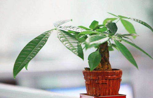 发财树春季该咋样才最好,高大茂盛惹人爱