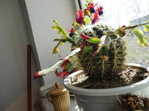 养在家里的花 冬天可以换盆吗