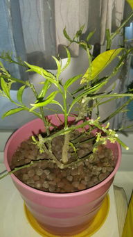 我这盆夜来香还不知是夜香花都长成这样了,叶子黄的掉了,小叶子长不出来,还打卷,是死了吗