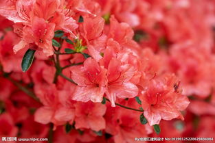 杜鹃花图片