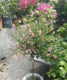 小木槿开花不断,可以用木槿嫁接成树状吗