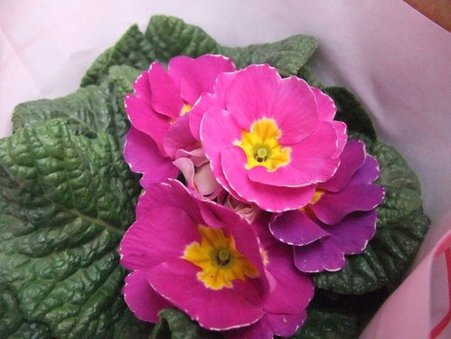 报春花花语