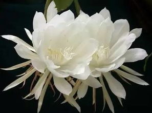 昙花为什么只在夜间开放