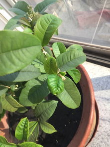 桂花新生叶子褶皱卷叶