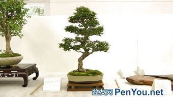 榕树盆景 –
