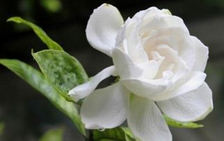 栀子花移栽注意事项 桅子花什么时候移栽