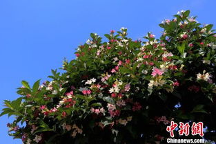 江苏句容五彩锦带花开满枝 亭亭玉立