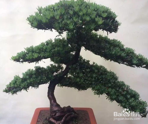 雀舌罗汉松的种植方法