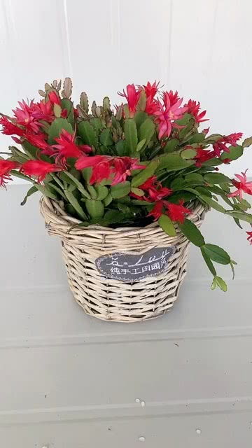 花卉绿植