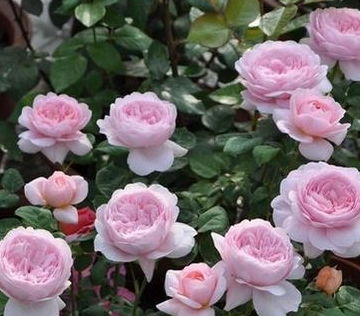 5 6月养月季,2件事不做,花苞越长越小,别忽视 修剪