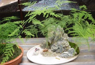 文竹多久浇一次水,用什么水浇文竹最好 凉白开 淘米水 雨水
