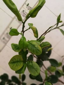 新剪的榕树枝条,这叶子枯斑 卷叶,是什么状况 谢谢大家