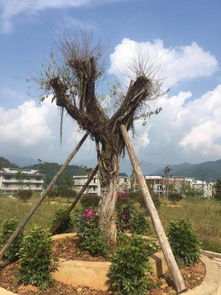 榕树烂根掉叶子 还能救得活吗