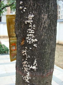 合欢树身一种灰白色的孢子大量繁殖,树叶枯萎脱落,请问该怎样防治呢