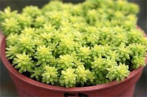 薄雪万年草适合露养吗,生命力极强可露天养