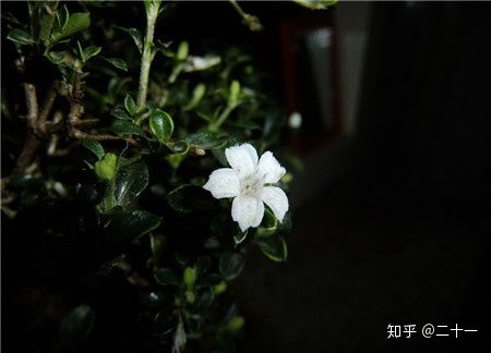 六月雪黄叶子