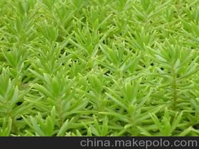 佛甲草草坪价格 佛甲草草坪批发 佛甲草草坪厂家