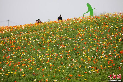 江南花海 包揽 春色 