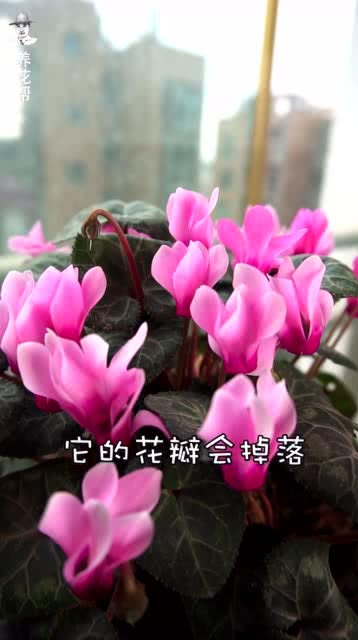 怎样判断仙客来授粉有没有成功,能不能结种子 我来教你一个简单方法