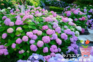 绣球花无尽夏的养殖方法 调色及修剪技巧