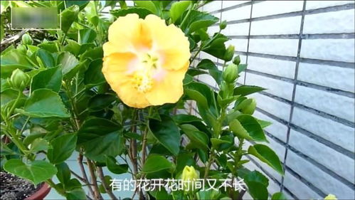 朱槿花一年三季都开花,懂得这几点简单好养,适合养花新手
