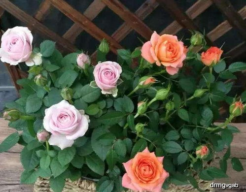 月季 绣球刚买回家,别瞎折腾,花苞掉光了,到时候你就哭 植株