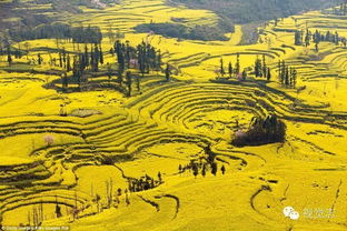 你还活在冬天里吗 中国有个地方已经花开成海了