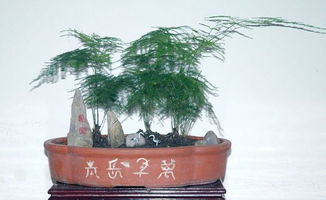 卧室里养什么花最好呢