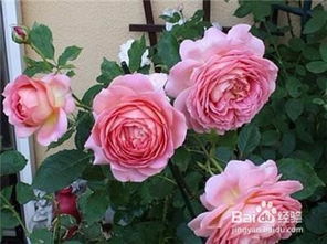 月季花怎么过冬