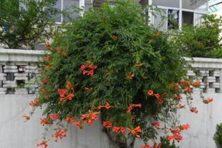 凌霄花北方怎么过冬,掌握4个要点使凌霄花安全越冬
