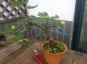 如何为盆栽无花果整形修剪