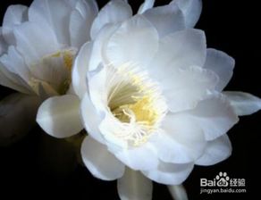 昙花用什么土种植好