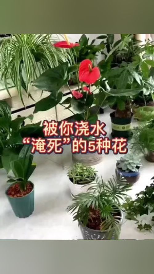 爱生活爱养花 家庭养花小知识