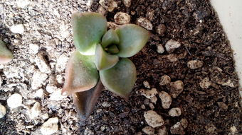 多肉植物幼苗冬季培养