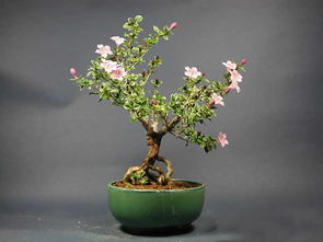 六月雪盆景鉴赏及制作要点