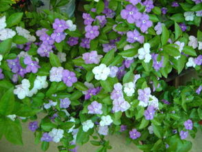 双色茉莉的花期