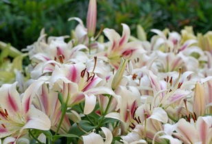 百合花适合室内摆养吗