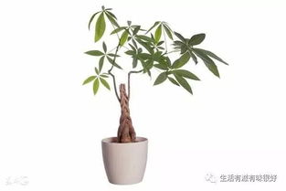 发财树天然的加湿器 冬季这样养可以打造一个健康舒适的家居环境