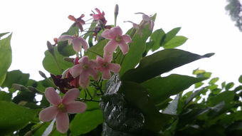 这是什么花,花期为几月,谢谢