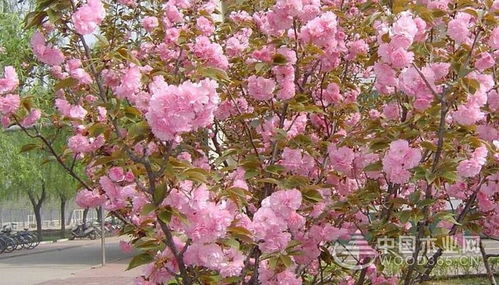 樱花种子的种植方法及注意事项
